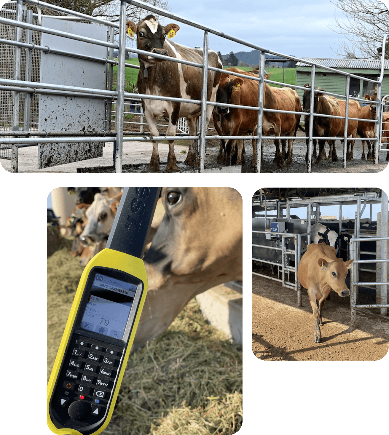 Datamars Livestock ecosystem