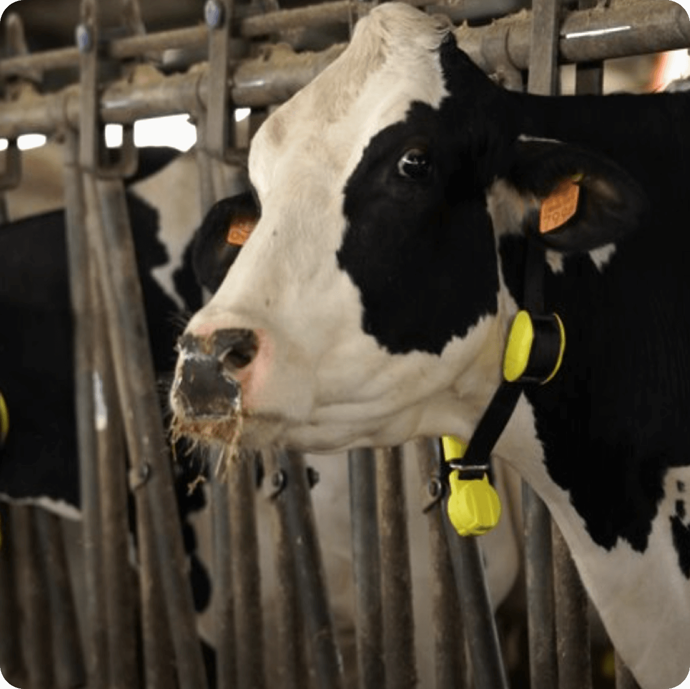 Cow wearing an Active Tag